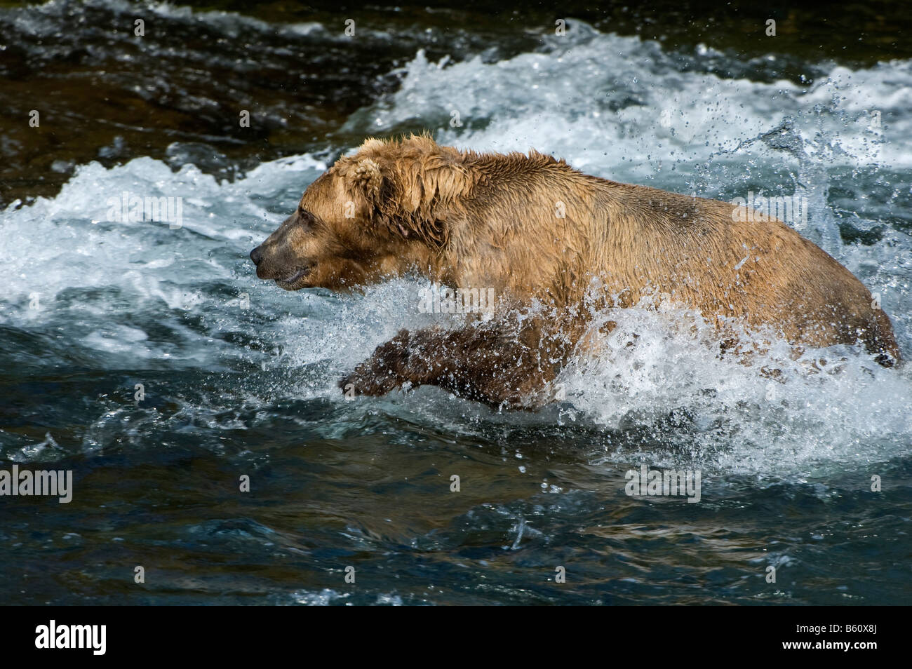 Brauner Bär (Ursus Arctos) Fischerei auf Lachs, Brooks River, Brooks Falls, Katmai Nationalpark, Alaska, USA, Nordamerika Stockfoto