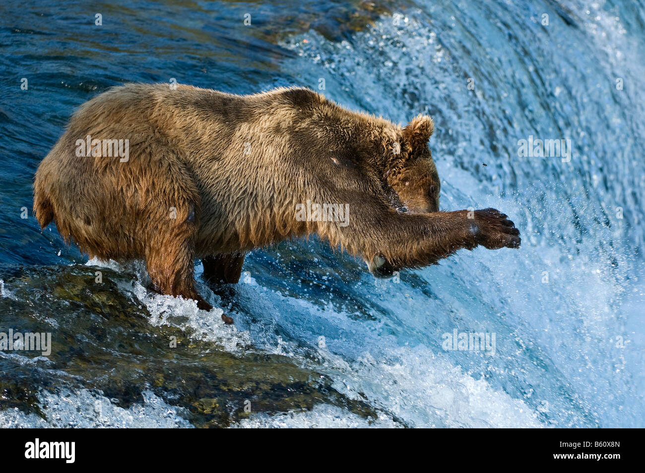 Brauner Bär (Ursus Arctos) Fischerei auf Lachs, Brooks River, Brooks Falls, Katmai Nationalpark, Alaska, USA, Nordamerika Stockfoto