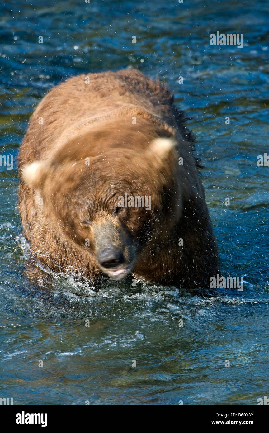 Braune Bären (Ursus Arctos), Brooks River, Brooks Falls, Katmai Nationalpark, Alaska, USA, Nordamerika Stockfoto