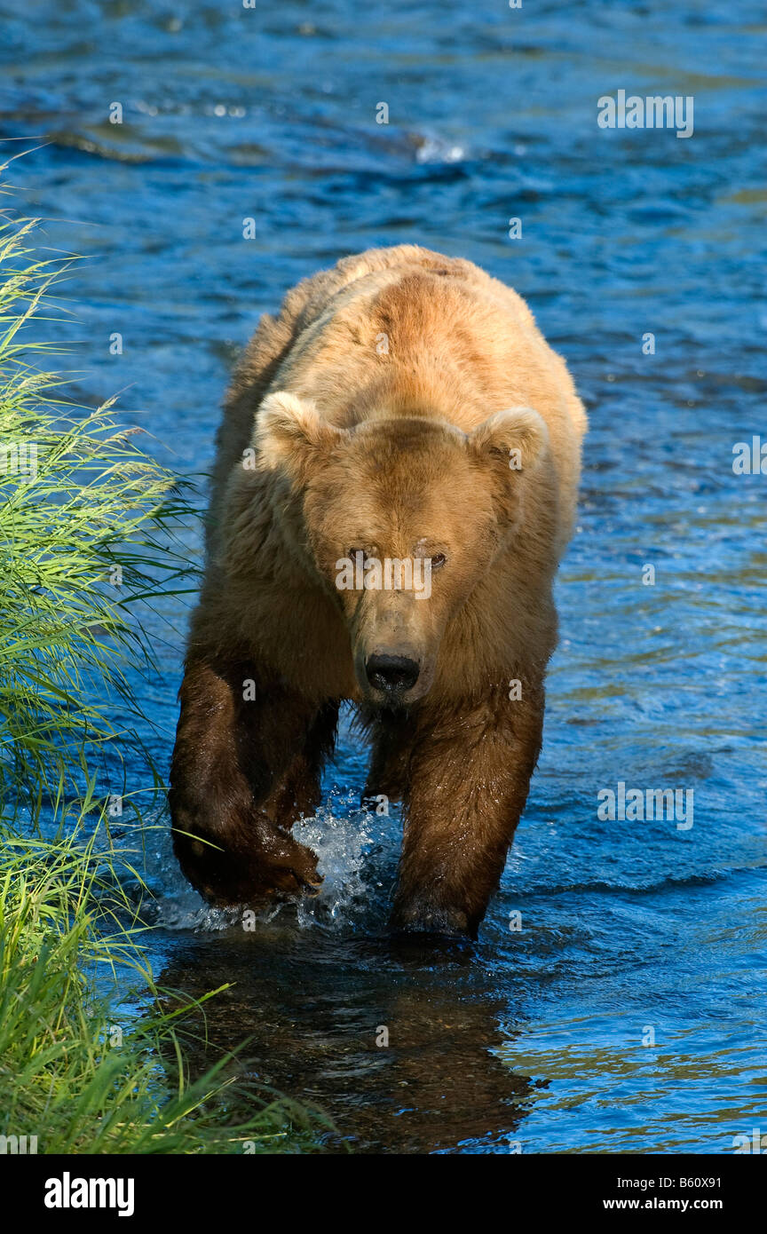Braune Bären (Ursus Arctos), Brooks River, Brooks Falls, Katmai Nationalpark, Alaska, USA, Nordamerika Stockfoto