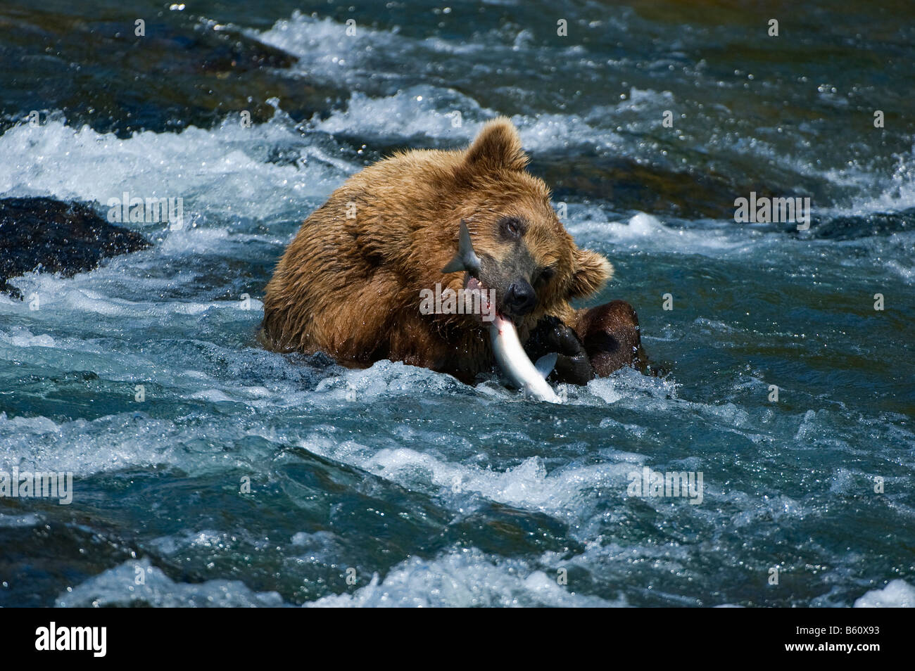 Braunbär (Ursus Arctos) mit einem Gefangenen Lachs, Brooks River, Brooks fällt, Katmai Nationalpark, Alaska, USA, Nordamerika Stockfoto