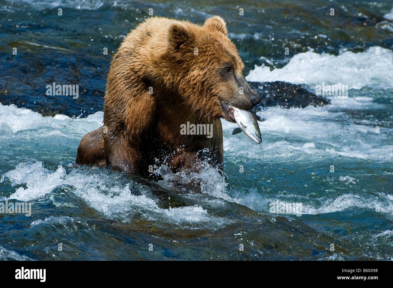 Braunbär (Ursus Arctos) mit einem Gefangenen Lachs, Brooks River, Brooks fällt, Katmai Nationalpark, Alaska, USA, Nordamerika Stockfoto