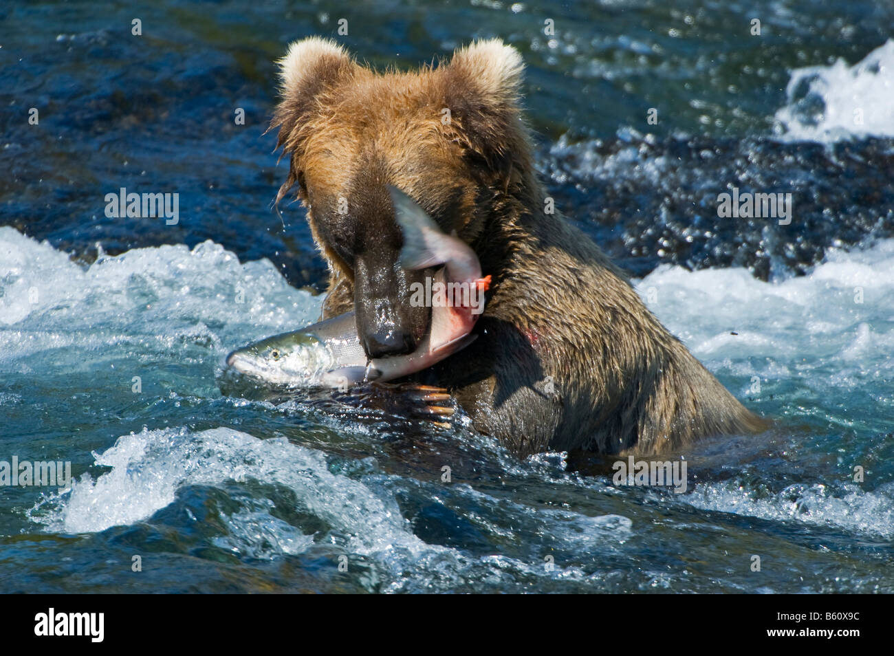 Braunbär (Ursus Arctos) mit einem Gefangenen Lachs, Brooks River, Brooks fällt, Katmai Nationalpark, Alaska, USA, Nordamerika Stockfoto