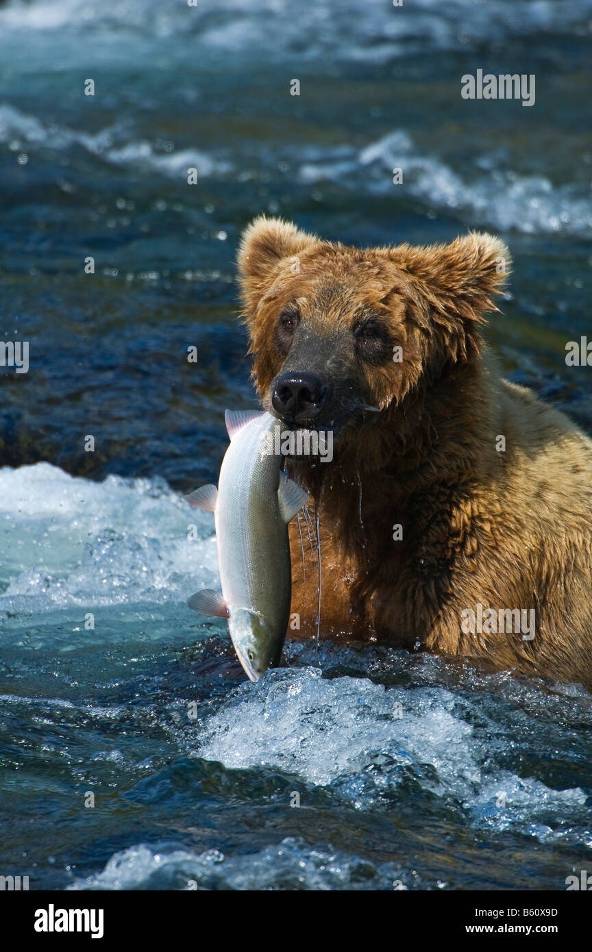Braunbär (Ursus Arctos) mit einem Gefangenen Lachs, Brooks River, Brooks fällt, Katmai Nationalpark, Alaska, USA, Nordamerika Stockfoto