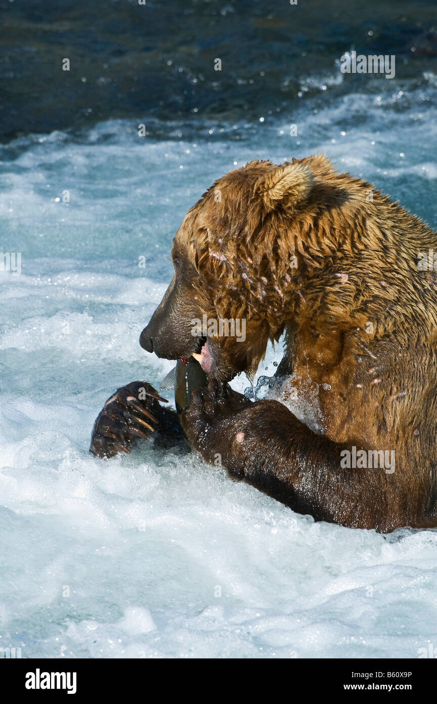 Braunbär (Ursus Arctos) mit einem Gefangenen Lachs, Brooks River, Brooks fällt, Katmai Nationalpark, Alaska, USA, Nordamerika Stockfoto