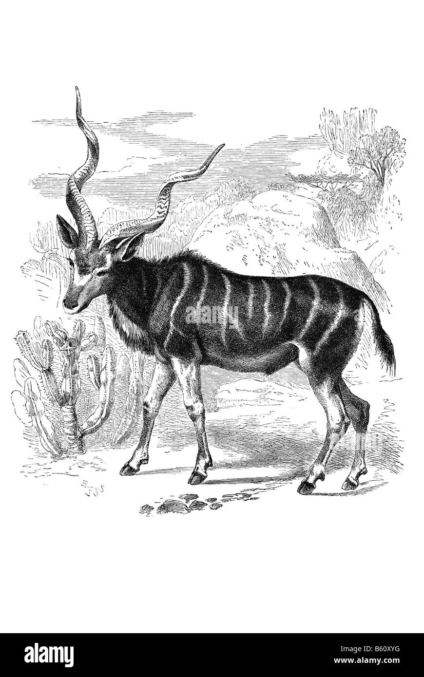 Kudu Strepsiceros Kudu größere Kudu Tragelaphus Strepsiceros ist ein Wald Antilope in der gesamten östlichen und südlichen Afrika Stockfoto