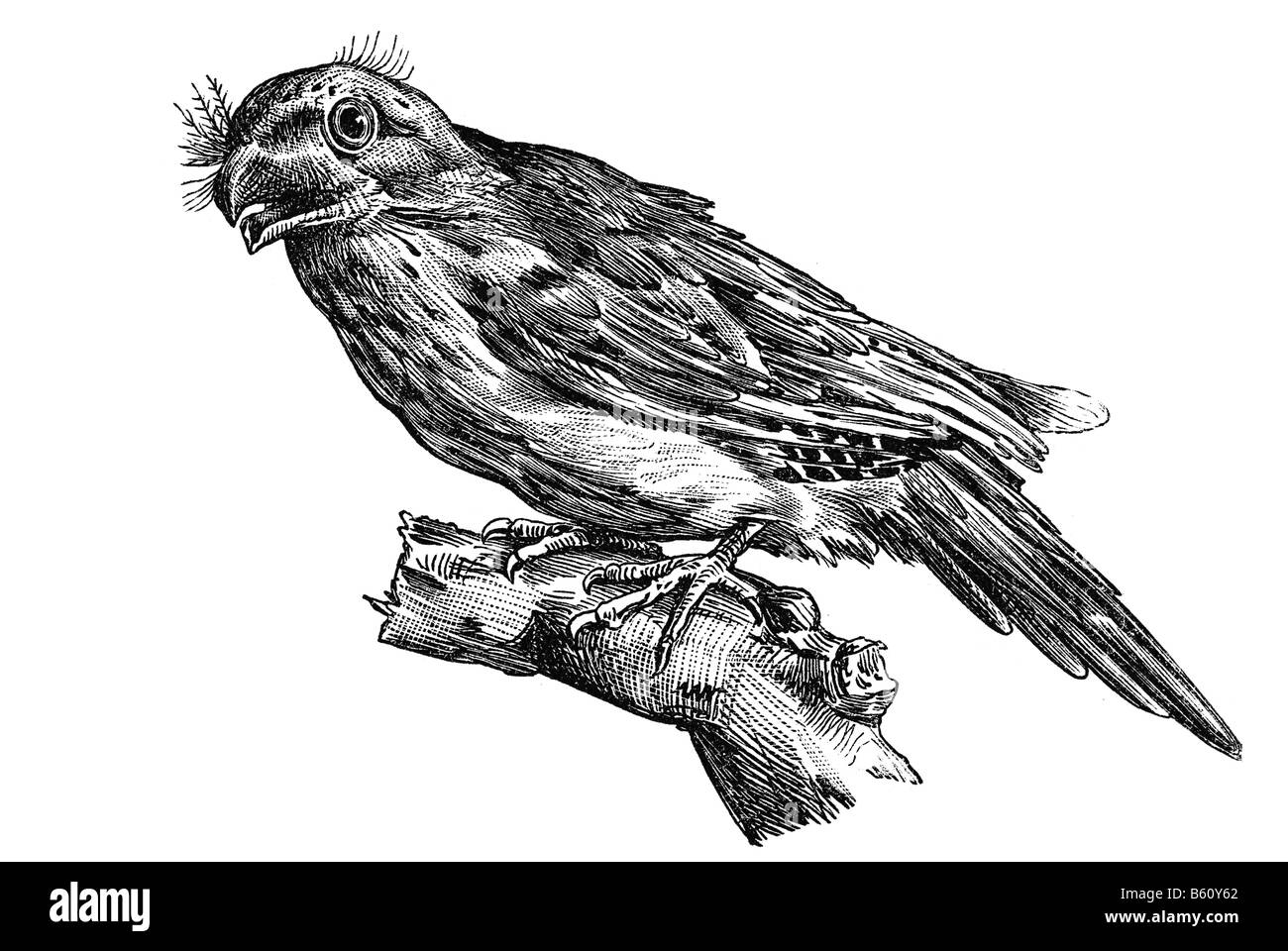 Tawny Frogmouth (Alter Name ein Australis) (ein Strigoides) Stockfoto