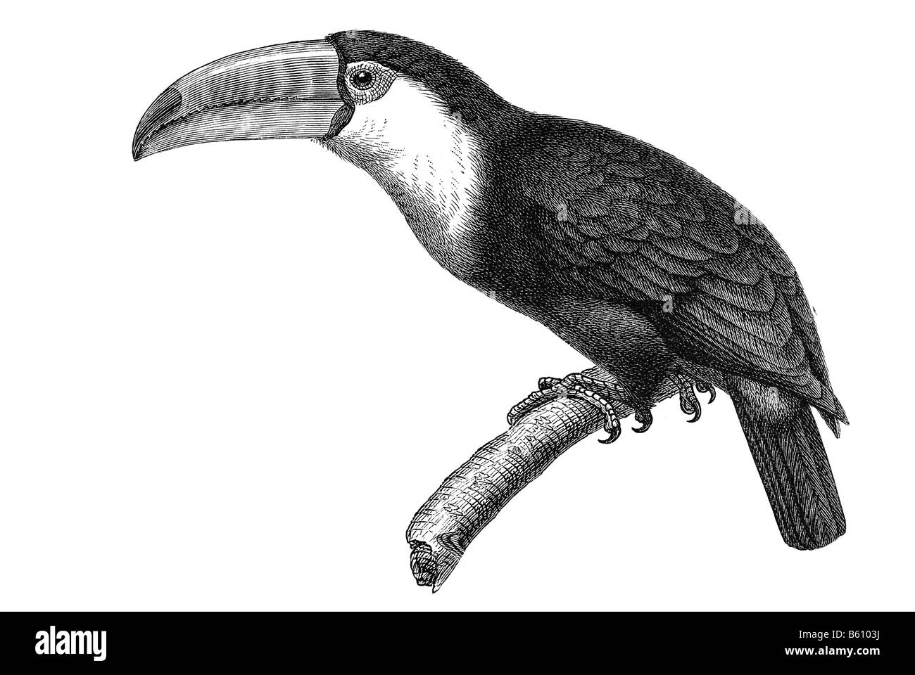 Tukan (Rhamphastus Magnirostris) Stockfoto