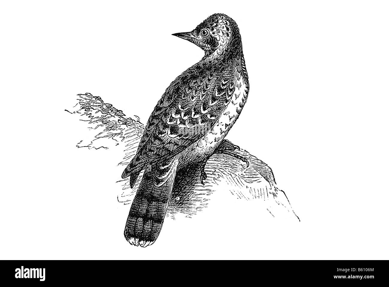 Eurasische Wendehals-Jynx Torquilla ist eine Art von Wendehals in der Familie der Spechte Stockfoto