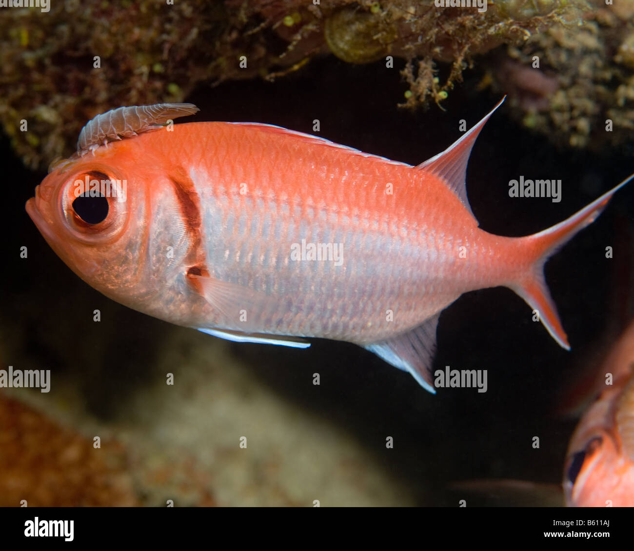 Eine parasitäre Assel gilt für eine Fahrt auf dem Kopf einen Blackbar Soldierfish. Stockfoto