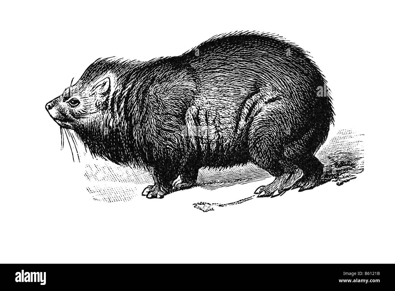 Rock Hyrax (Hyrax Capensis) (Procavia Capensis), Cape Hyrax Stockfoto