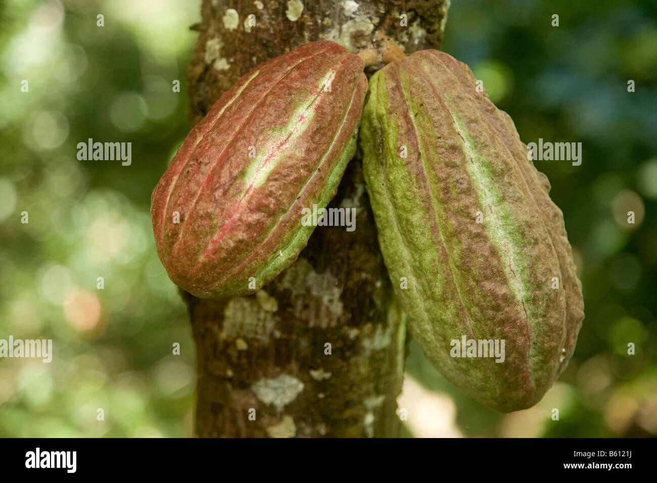 Unreife Kakaofrucht, Hülsen, Kakaobaum, Kakao-Plantage, Hacienda Bukare, Kakao-Anbau und Verarbeitung, Chacaracual Stockfoto