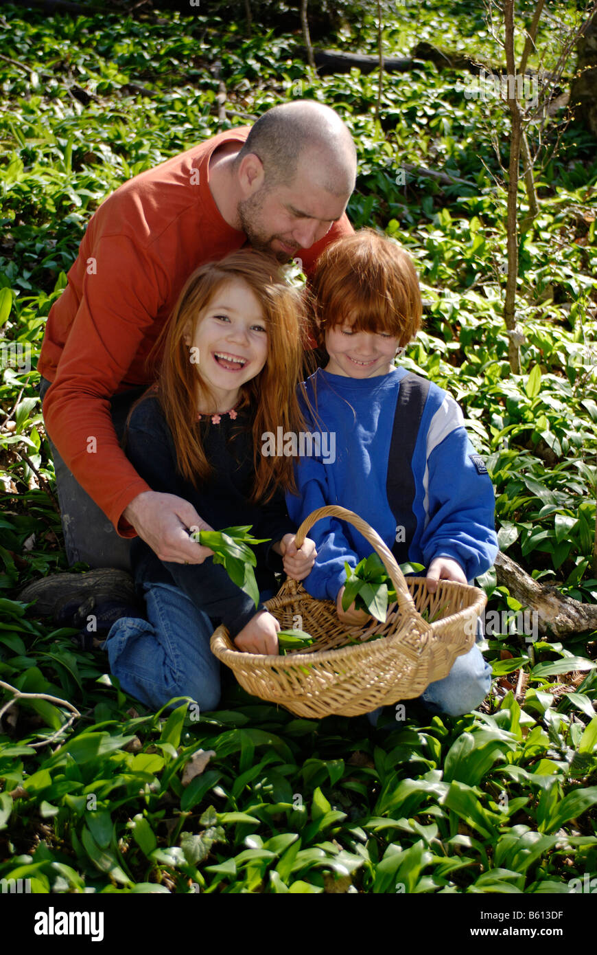Vater zusammen mit seinem Sohn und Tochter Kommissionierung Bärlauch im Wald mit einem Korb Stockfoto