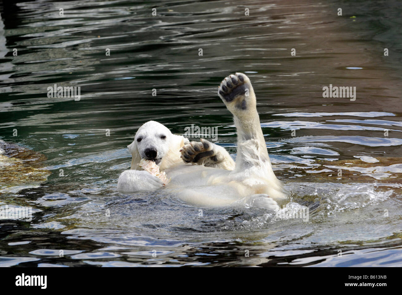 Wilbaer, Junge Eisbären (Ursus Maritimus) Schwimmen im Wasser, Wilhelma, Stuttgart Stockfoto