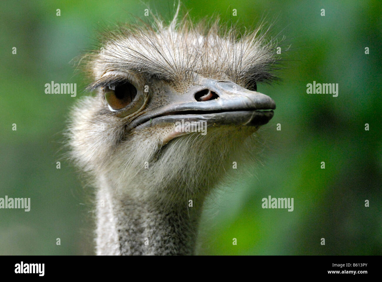 Amerikanische Rhea (Rhea Americana), Porträt, Zoo, Bayern Stockfoto