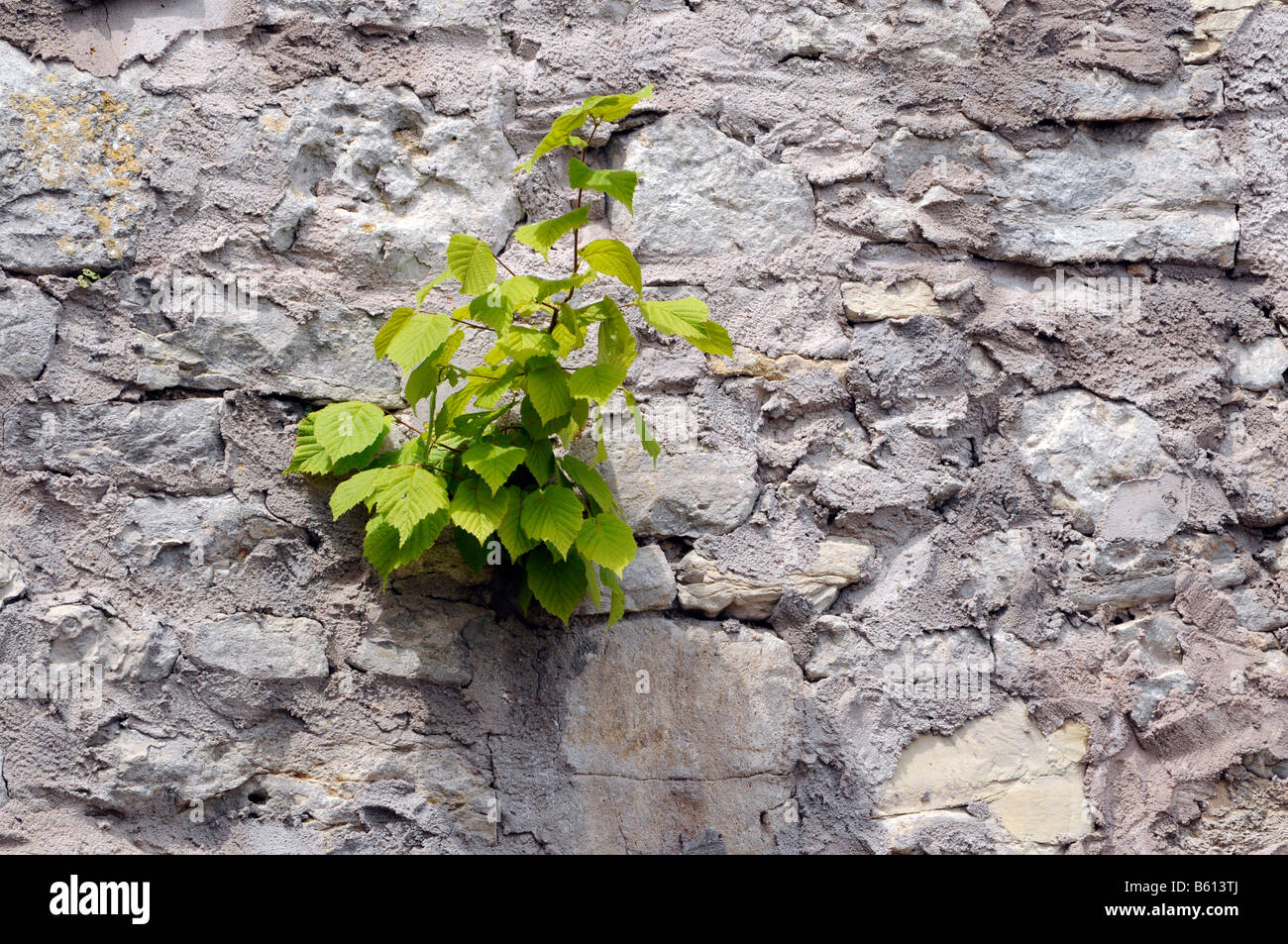 Kleiner grüner Baum, Buche (Fagus), wächst auf der Stadtmauer, Weikersheim, Baden-Württemberg Stockfoto