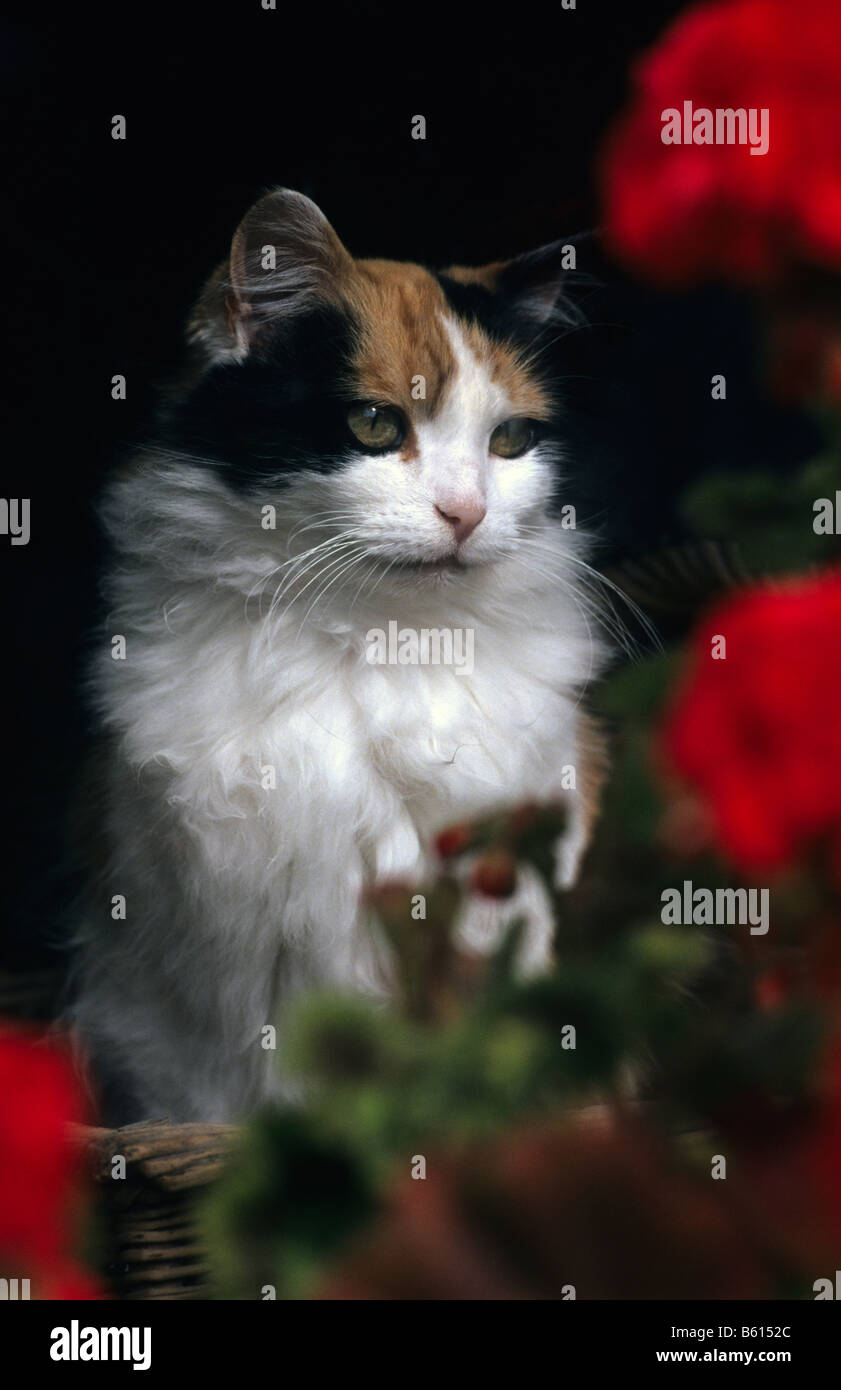 Schildpatt Katze Blick durch Fenster. Stockfoto