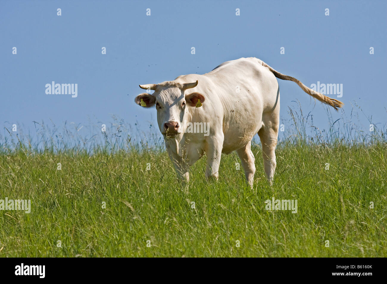 Kuh, Charolais-Rindern, auf einer Wiese Stockfoto