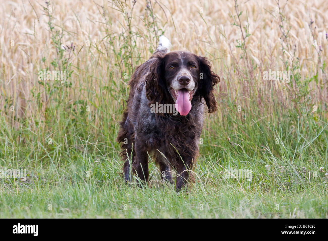 Deutsch Wachtel Hund, Hund, Jagd auf einer Wiese oder Deutscher Wachtelhund  Stockfotografie - Alamy