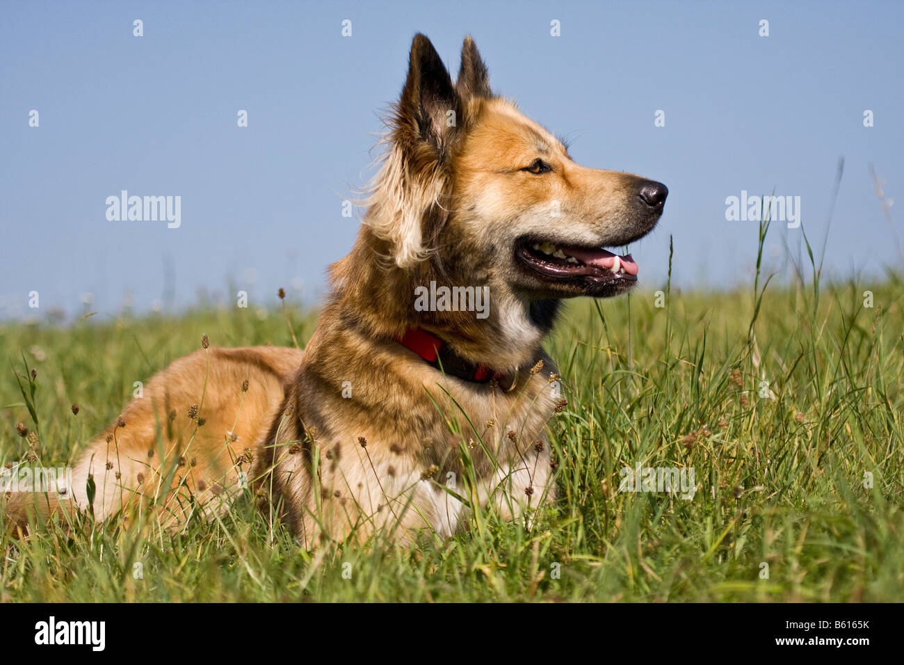Belgischer Schäferhund Mischling auf einer Wiese liegend Stockfotografie -  Alamy