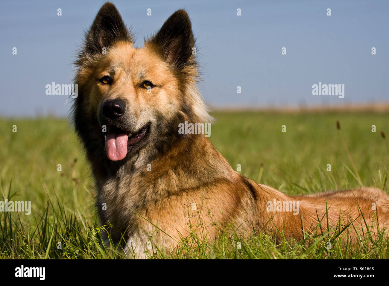 Belgischer Schäferhund Mischling, portrait Stockfotografie - Alamy