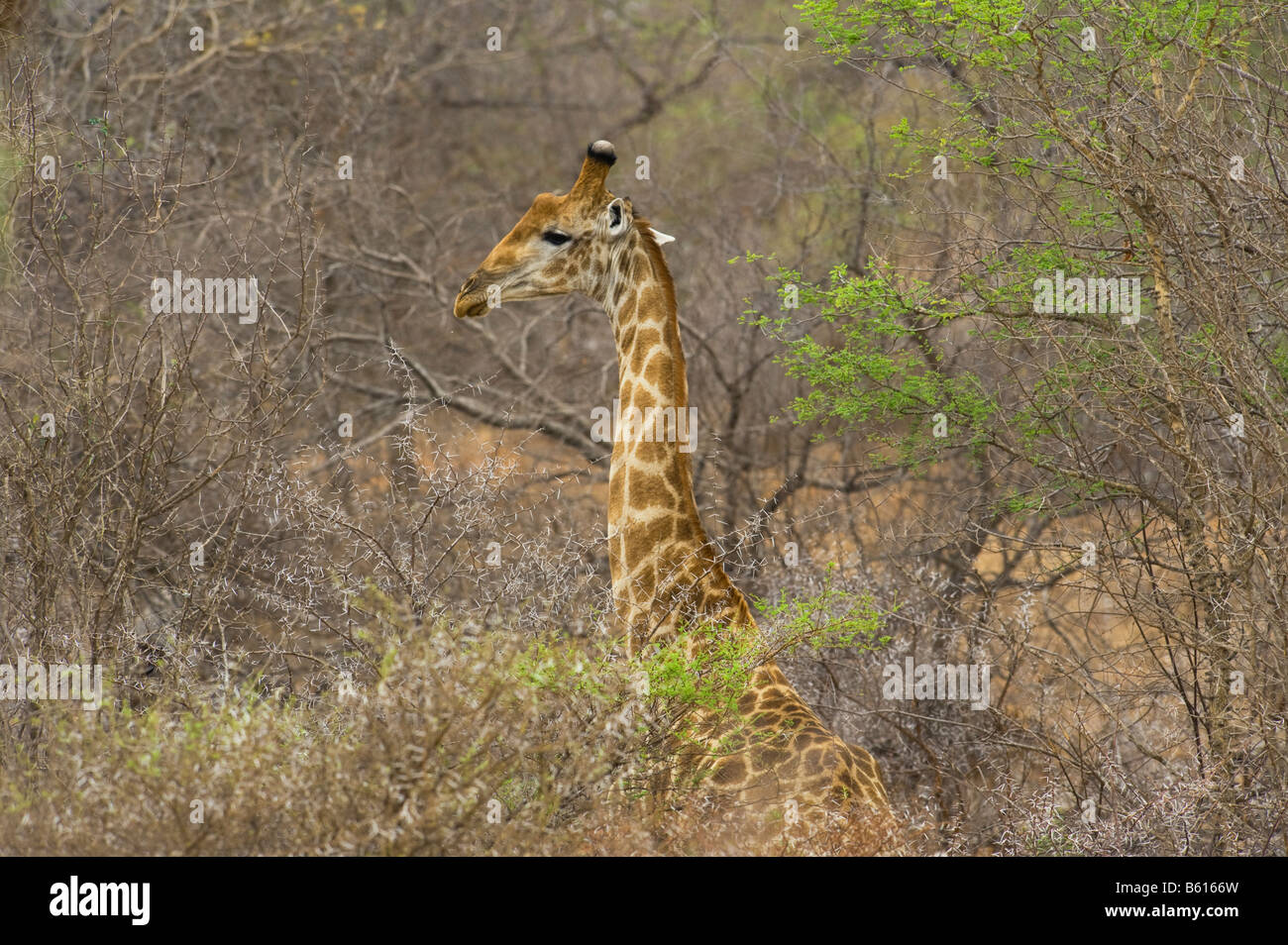 Wild Giraffe GIRAFFA Plancius südlichen Giraffe in Akazien Wald Südafrika Südafrika Ambiente Stockfoto