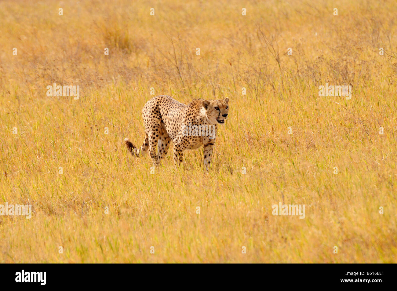 Männliche Geparden (Acinonyx Jubatus), Ngorongoro-Krater, Ngorongoro Conservation Area, Tansania, Afrika Stockfoto