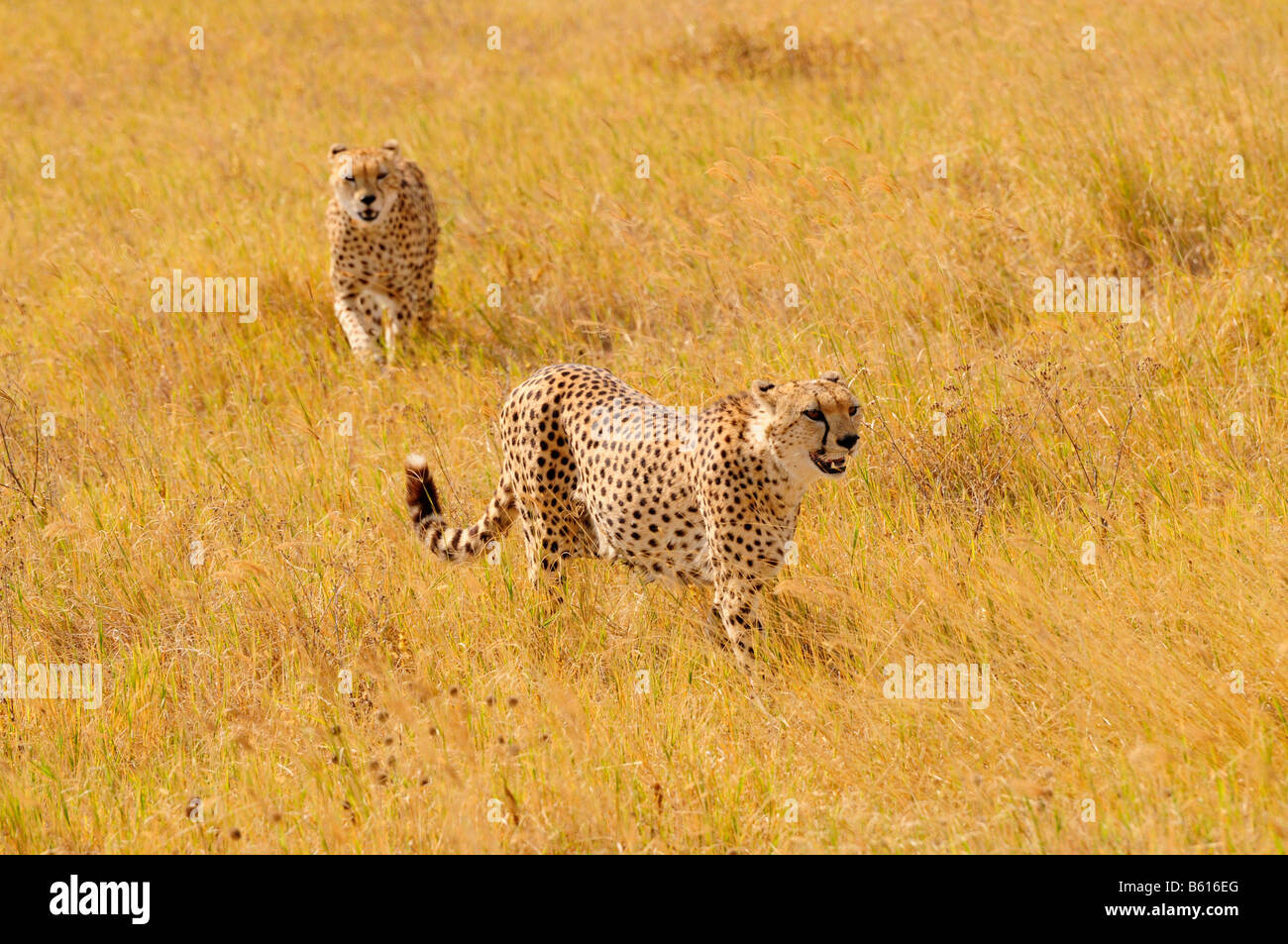 Zwei männliche Geparde (Acinonyx Jubatus), Ngorongoro-Krater Ngorongoro Conservation Area, Tansania, Afrika Stockfoto