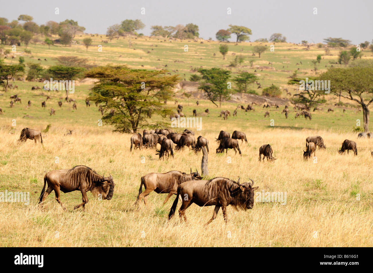 Gnus (Connochaetes Taurinus) während der Migration, Serengeti Nationalpark, Tansania, Afrika Stockfoto