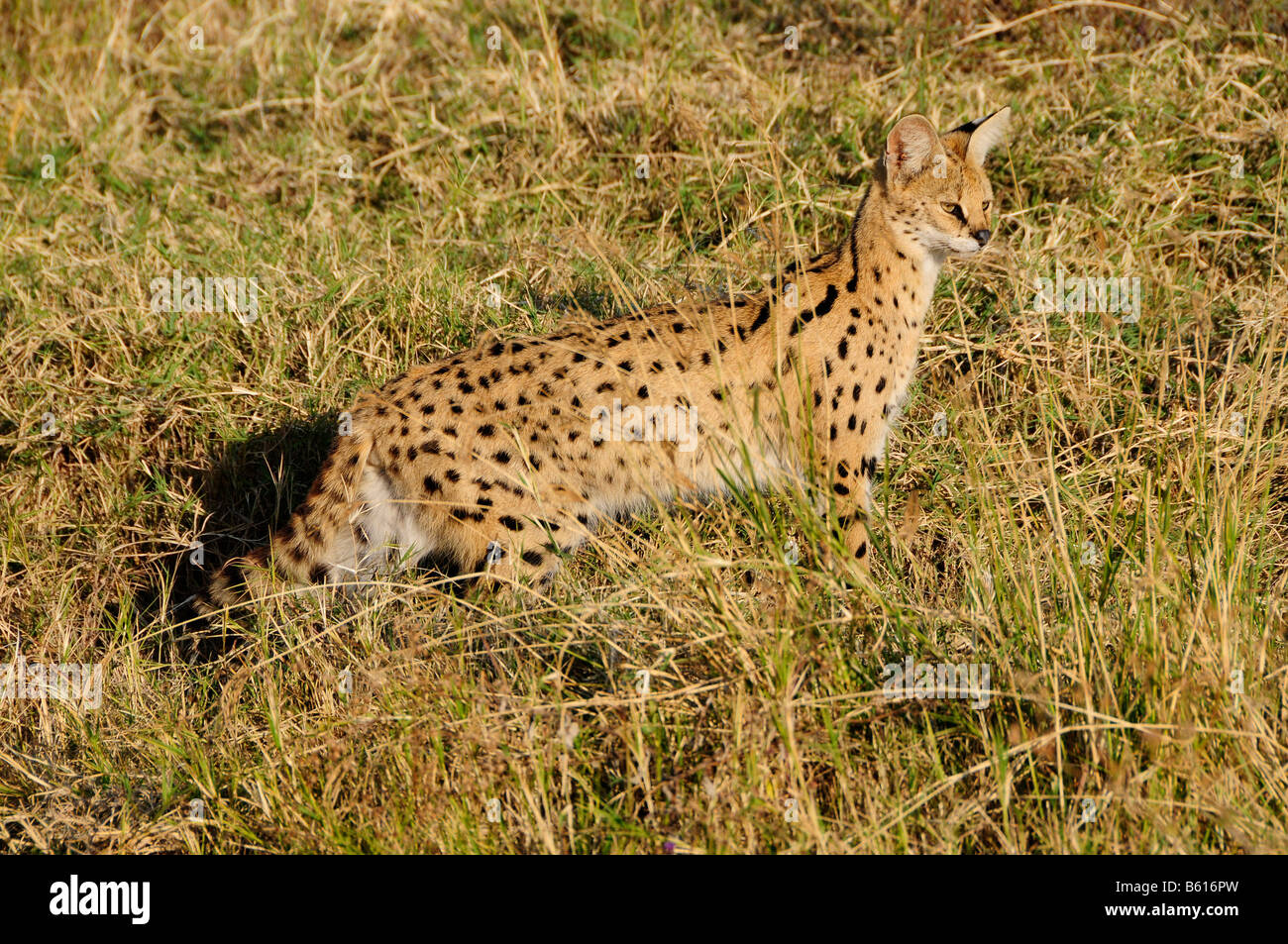 Serval (Leptailurus Serval), Ngorongoro-Krater Ngorongoro Conservation Area, Tansania, Afrika Stockfoto