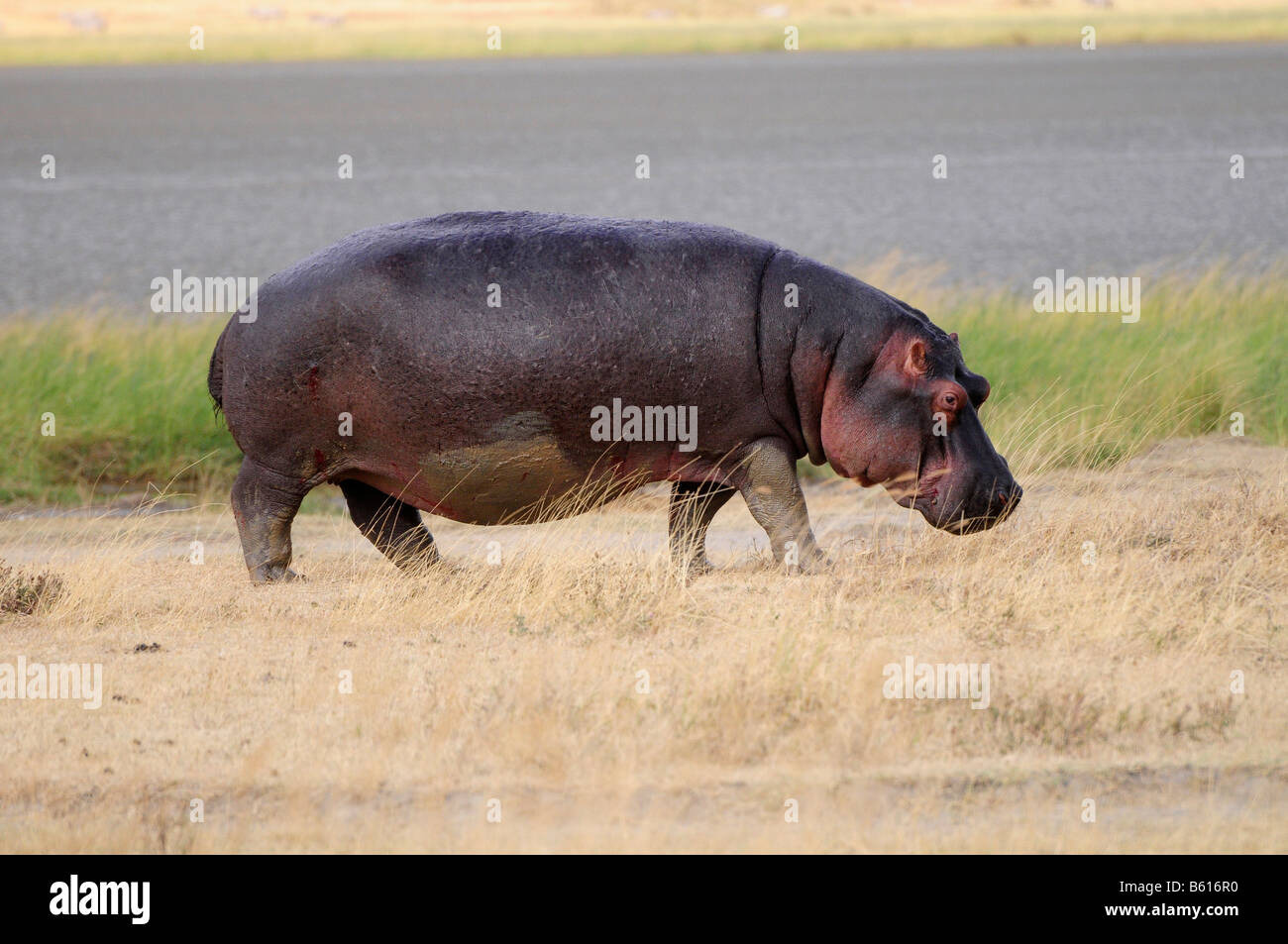 Flusspferd (Hippopotamus Amphibius), Ngorongoro-Krater Ngorongoro Conservation Area, Tansania, Afrika Stockfoto