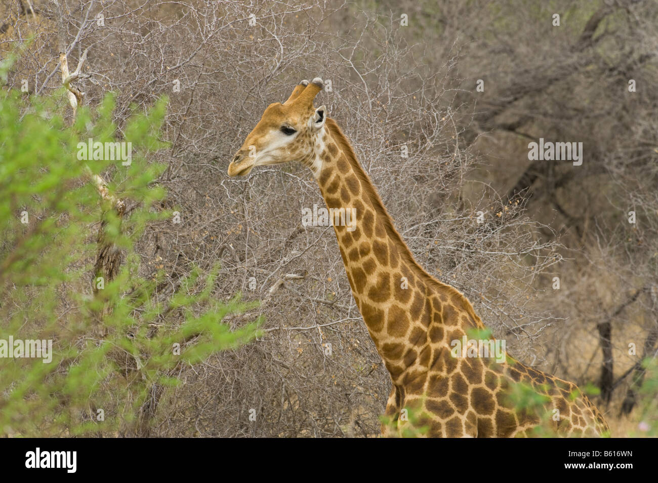 Wild Giraffe GIRAFFA Plancius südlichen Giraffe in Akazien Wald Südafrika Südafrika Ambiente essen Stockfoto