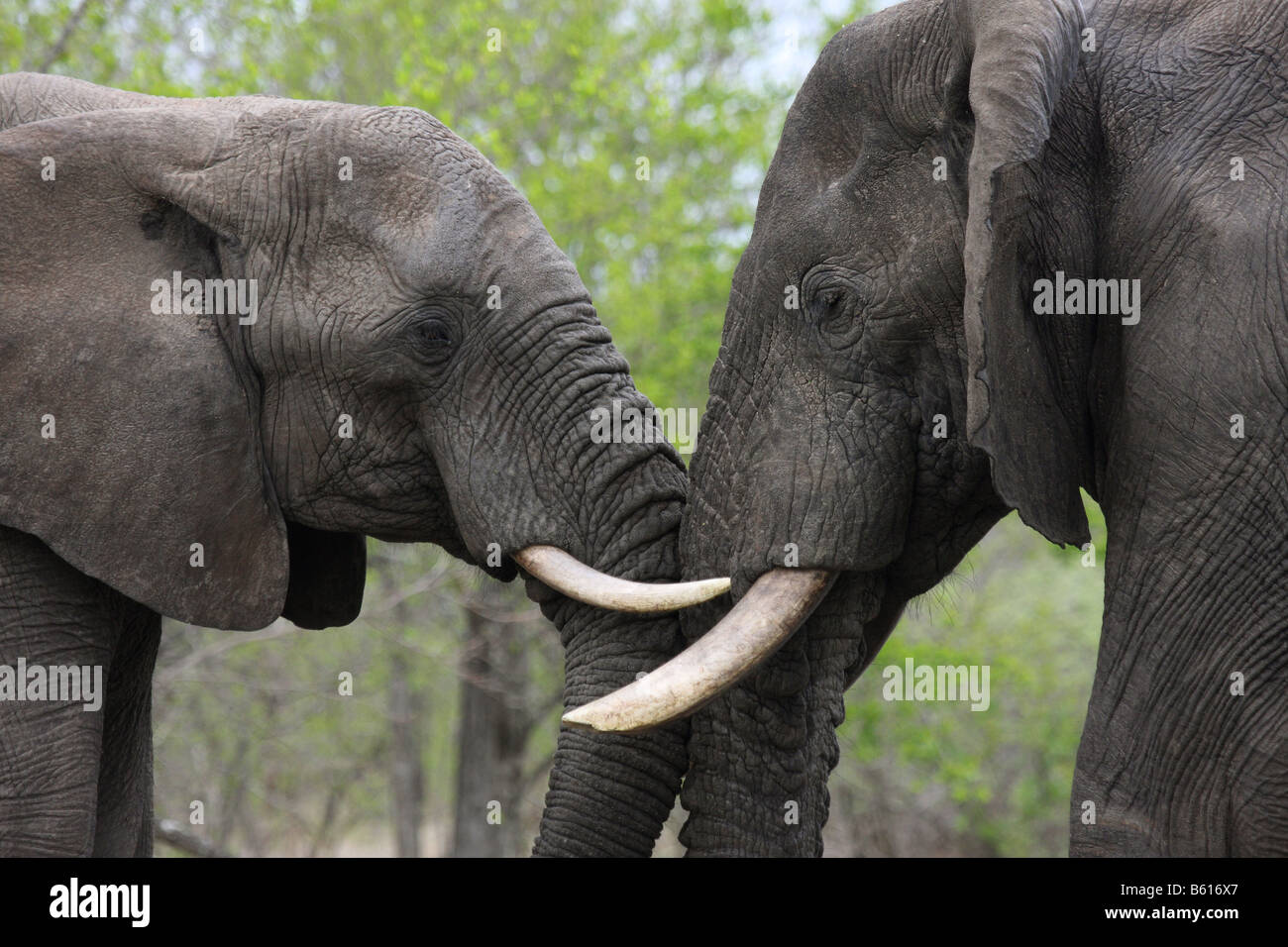 Afrikanische Elefanten zwei Erwachsene den Kopf drücken um Herrschaft Stockfoto