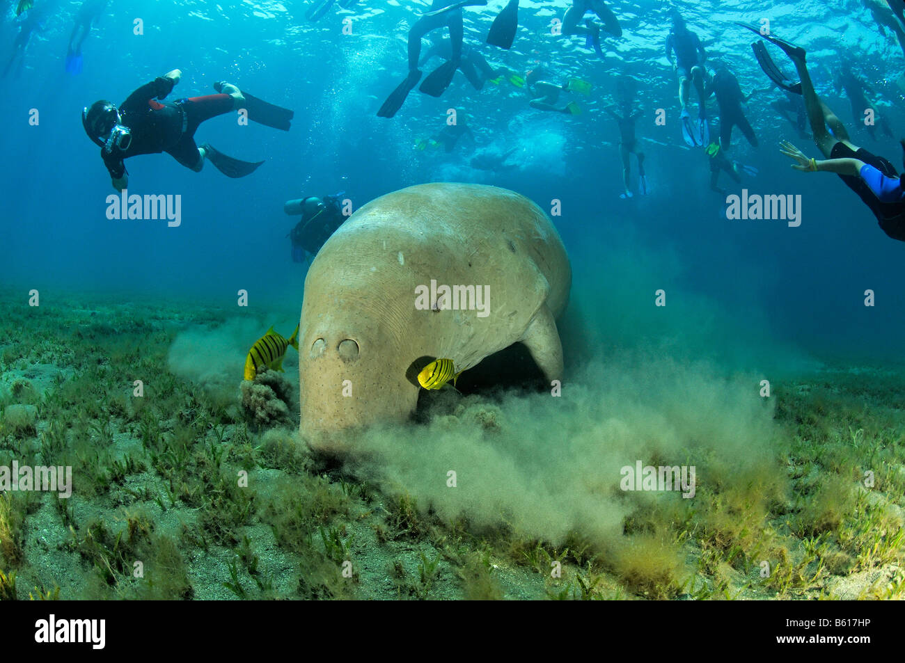Dugong Dugon, Gnathanodon Speciosus, Dugong und Scuba Diver, Rotes Meer Stockfoto