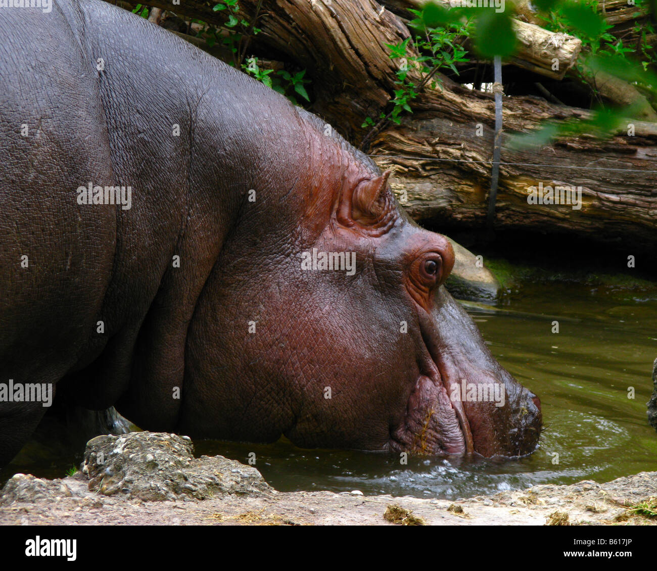 Flusspferd (Hippopotamus Amphibius) in einem europäischen Zoo. Stockfoto