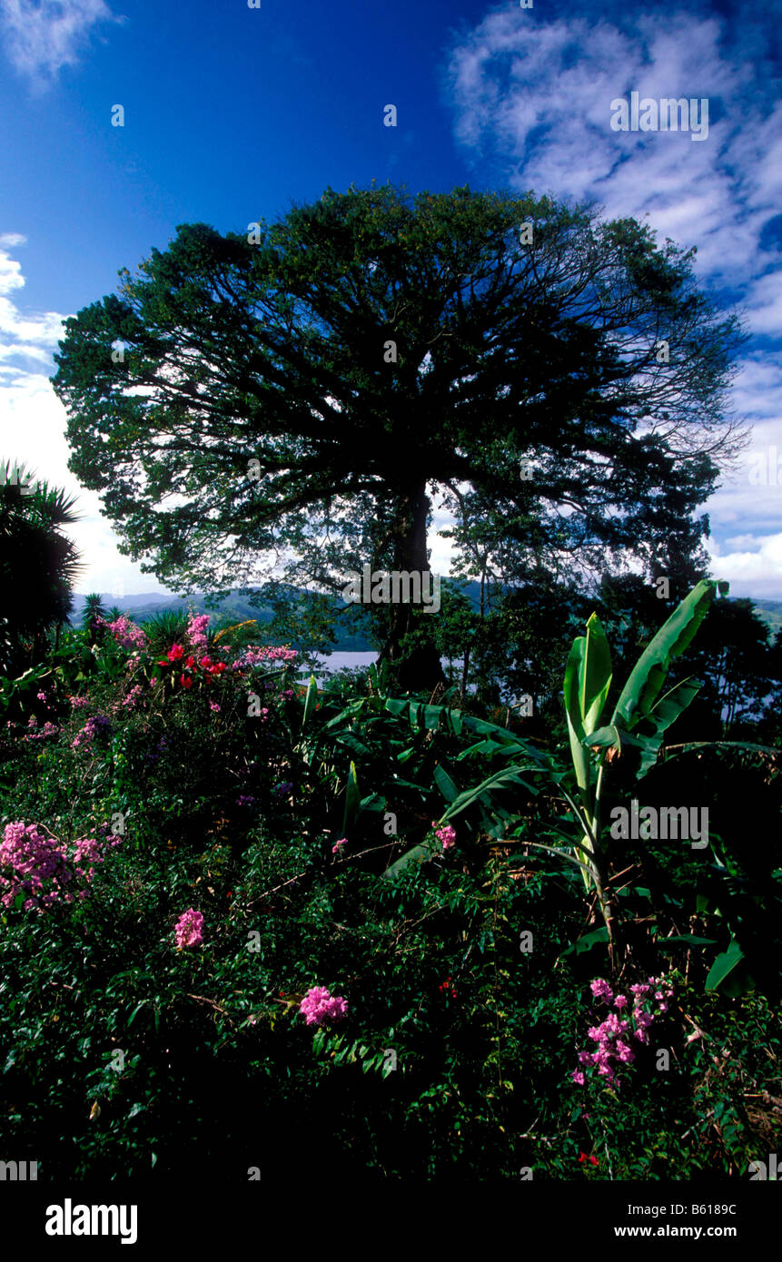 Alten Ceiba Baum, Lake Arenal Reservoir, Costa Rica, Mittelamerika Stockfoto