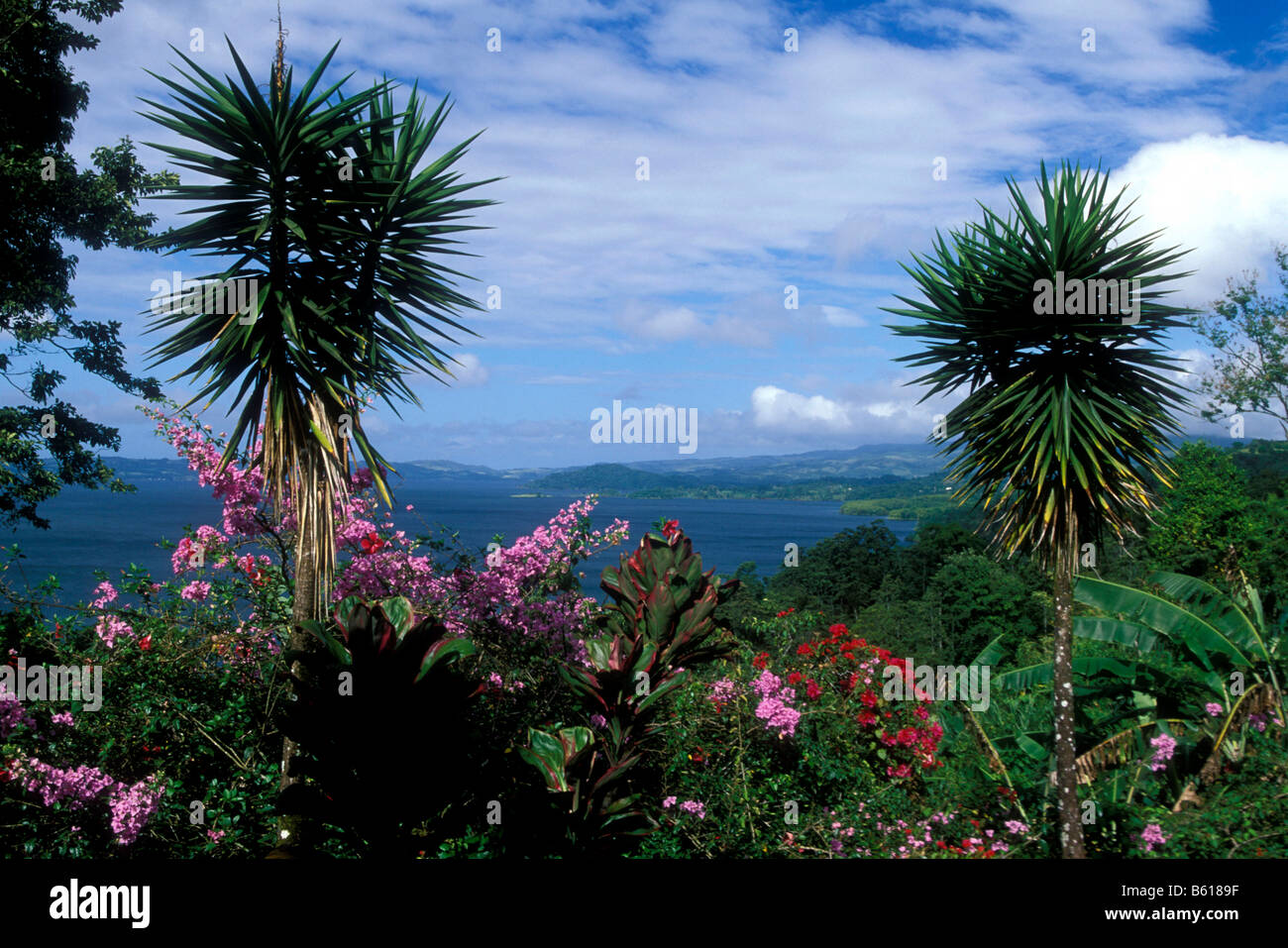 Hibiskus (Hibiscus) und Bougainvillea, Lake Arenal Reservoir, Costa Rica, Mittelamerika Stockfoto