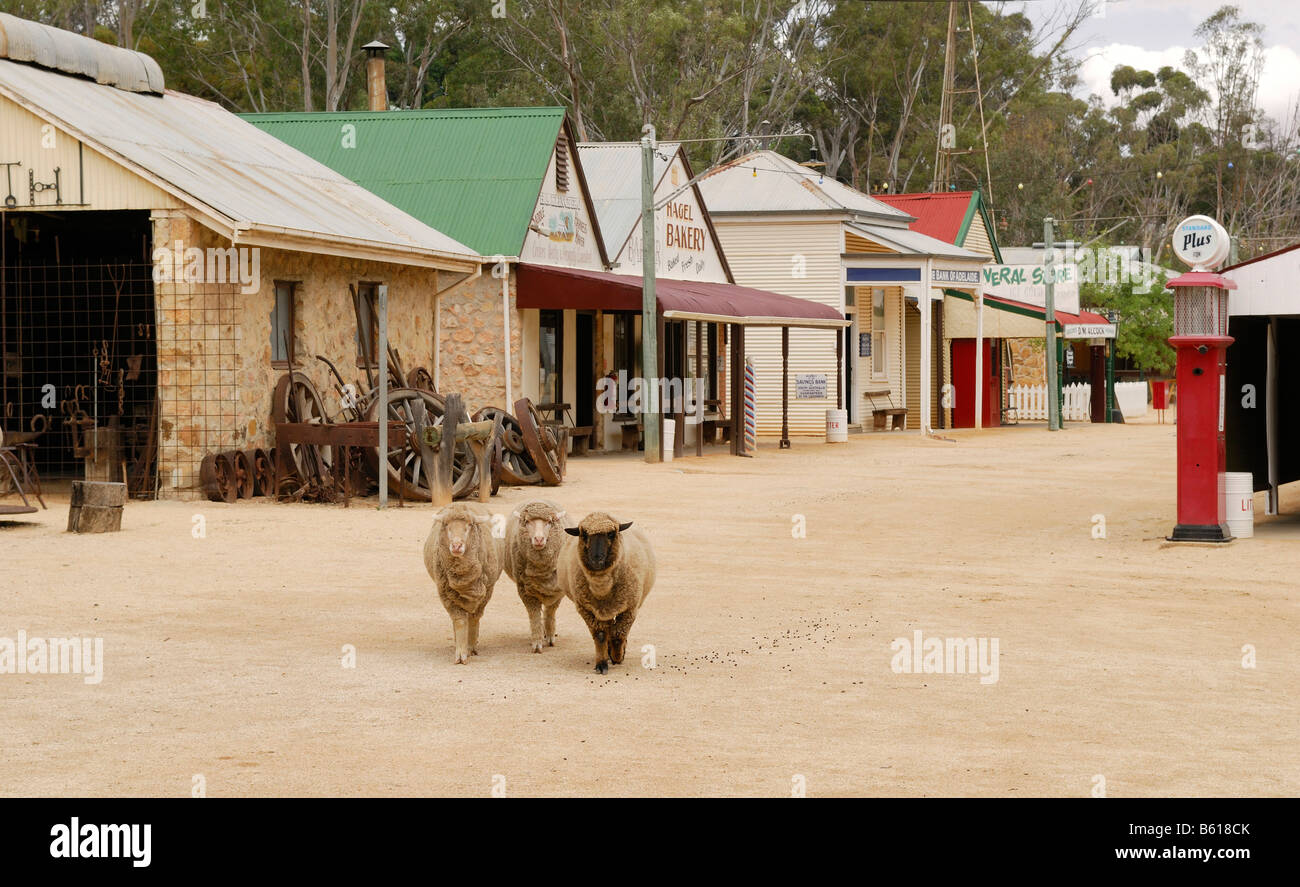 Schafe zu Fuß entlang einer Straße in Loxton historisches Dorf, ein Freilichtmuseum in der Nähe von Berri, South Australia, Australien Stockfoto