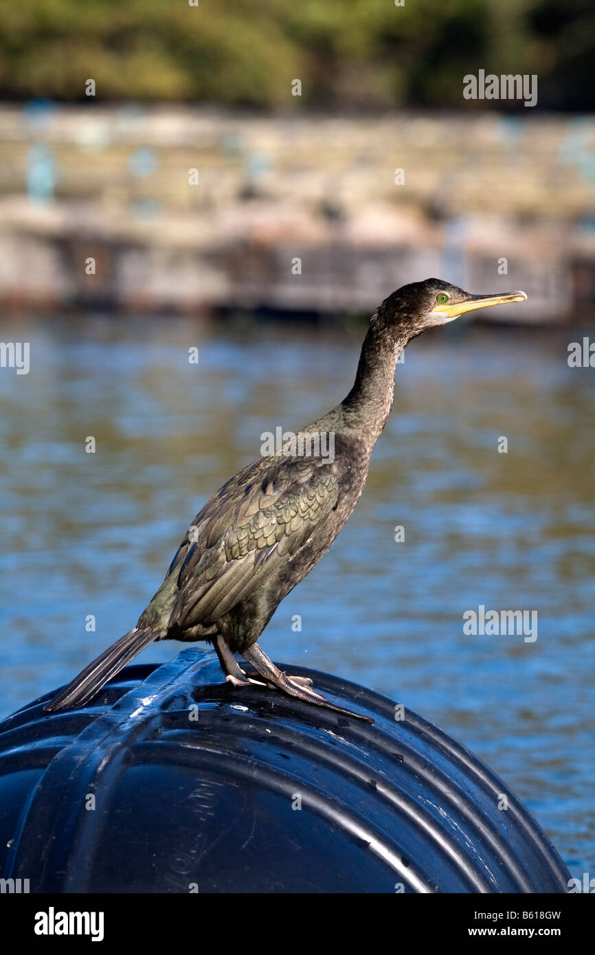 Shag Phalacrocorax Aristotelis auf schwarzen Boje Stockfoto