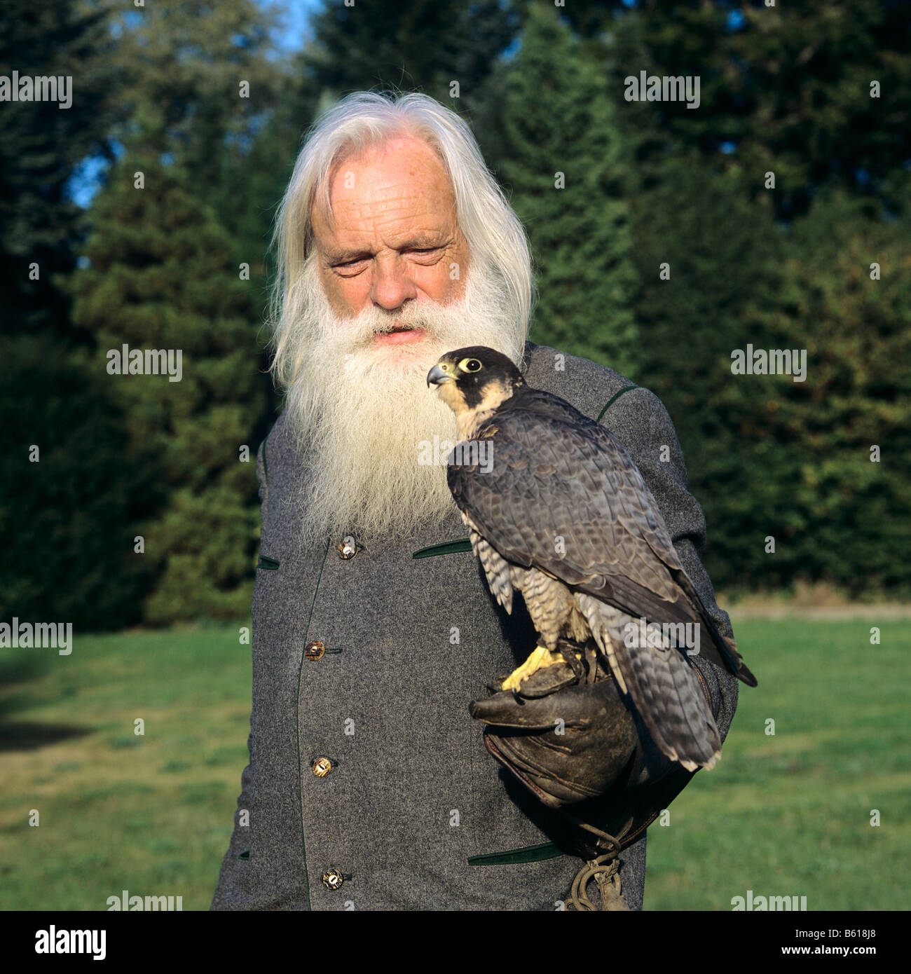Erfahrene Falkner mit einem langen weißen Bart hält ein Wanderfalke (Falco Peregrinus), thront auf einem Falkner-Handschuh Stockfoto