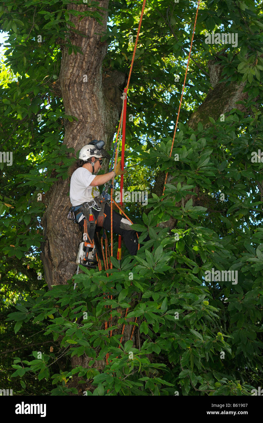 Seil-Klettertechnik, Baumpflege, Mann, die Teilnahme an einer süßen Kastanie, Edelkastanie (Castanea Sativa Miller) Stockfoto