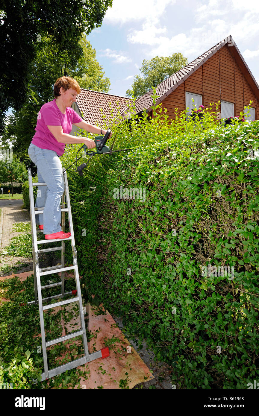Frau auf einer Leiter stehend und Schneiden der Hecke Stockfotografie -  Alamy
