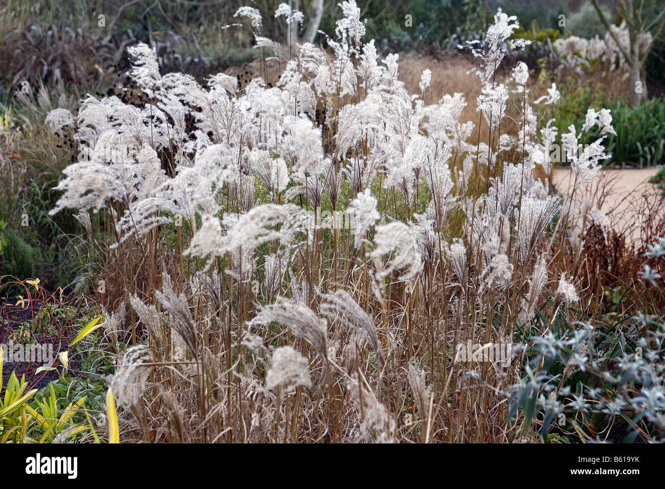 MISCANTHUS SINENSIS FERNER OSTEN IM NOVEMBER Stockfoto