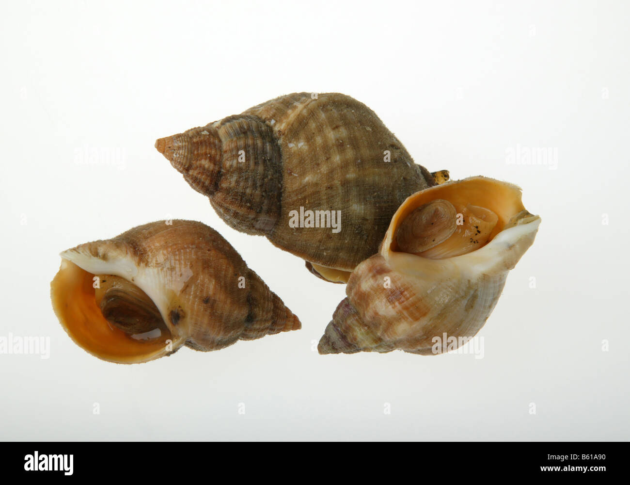Wellhornschnecke, Schalentiere, Muscheln. Stockfoto