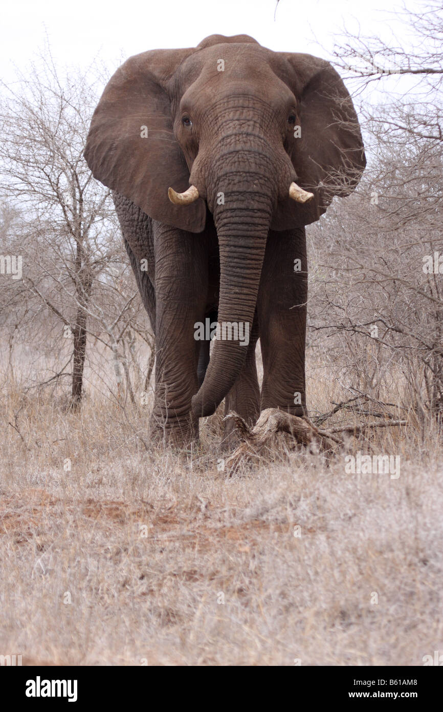 Afrikanischer Elefant Loxodonta Africana einzige Erwachsene Stier Stockfoto