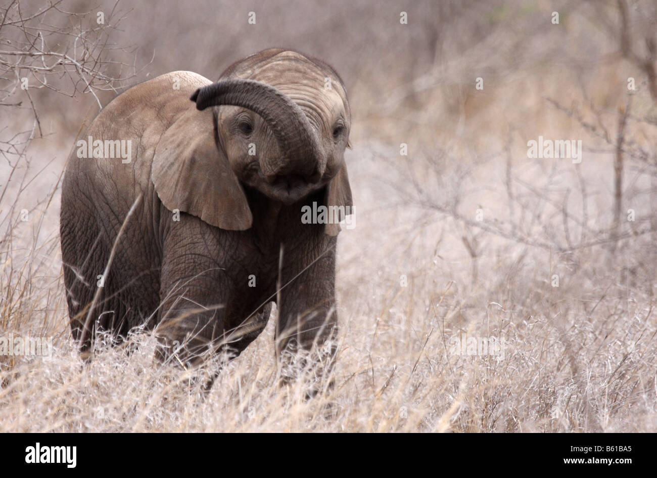 Afrikanischer Elefant Loxodonta Africana einzelne Jugendliche mit Stamm angehoben Stockfoto