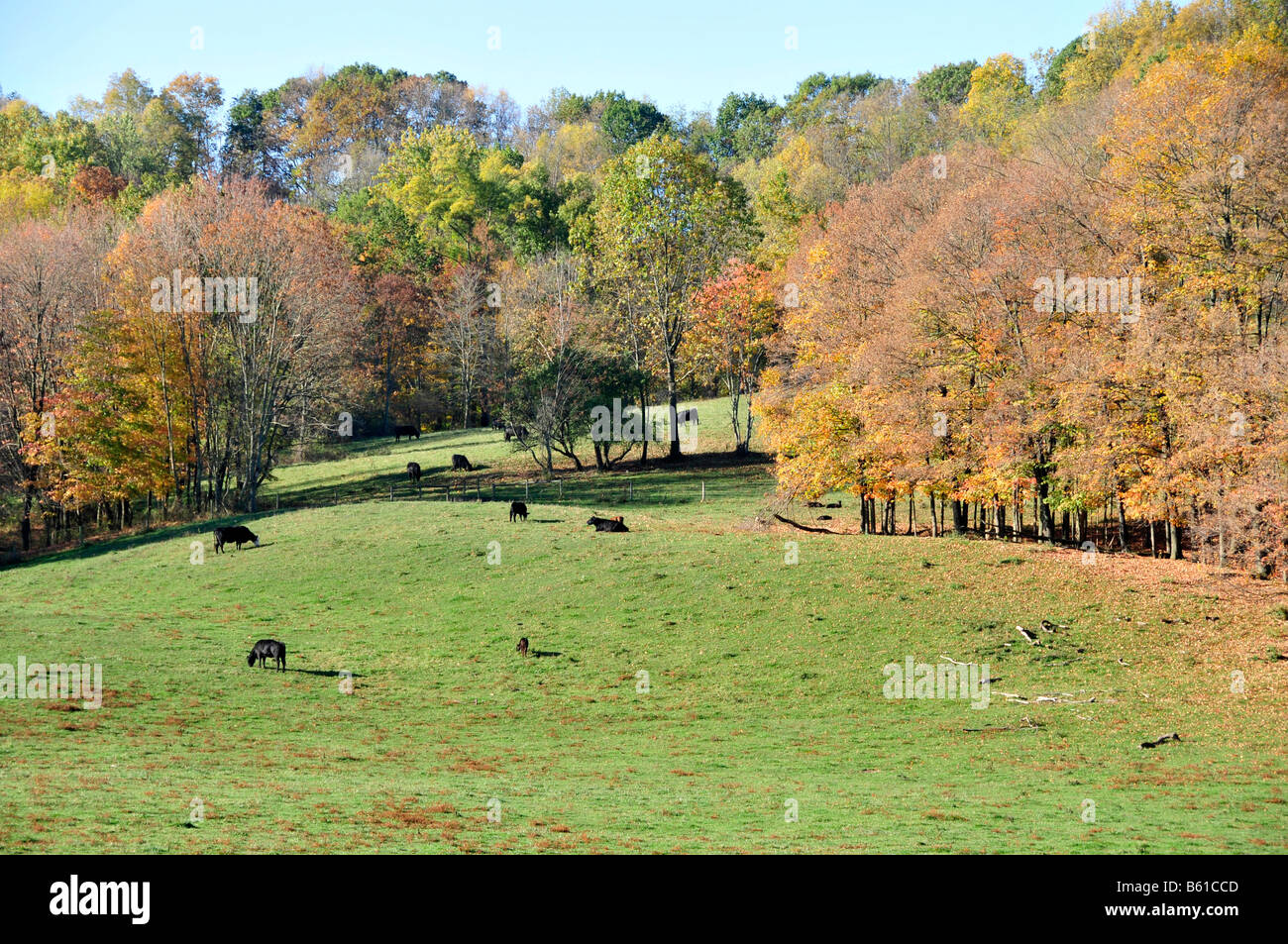 Vieh Vista landschaftlich im Holmes County Ohio-U-S Stockfoto