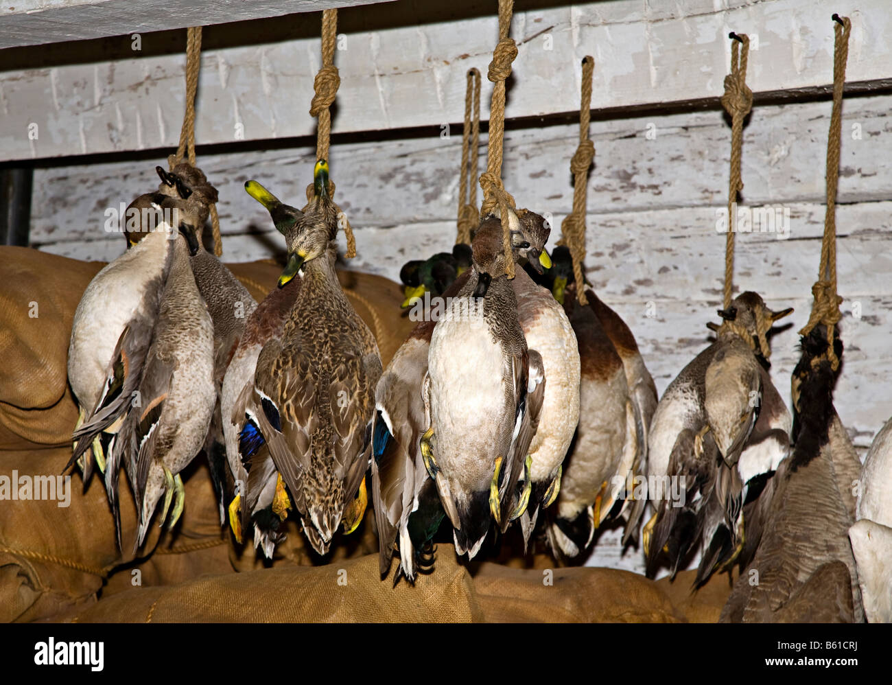 Federwild hängen in das Lagerhaus Fort Langley National Historic Site Fort Langley Canada Stockfoto
