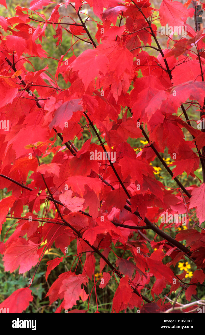 Acer Rubrum 'Oktober Glory' Herbst Garten Farbe rot Blatt Blätter Laub