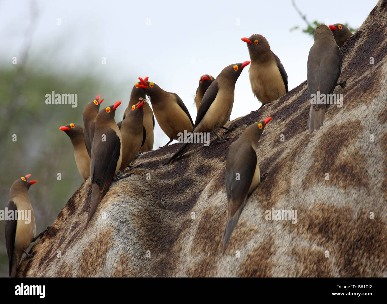 Redbilled Oxpeckers Gruppe auf Rückseite Giraffe von fliegenden Termiten ernähren Stockfoto